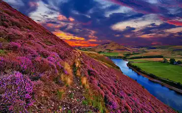 Valley of Flower Valley of Flower
