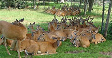 Malsi Deer Park